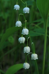 Convallaria keiskei