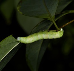 Orthosia hibisci