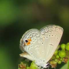 Eicochrysops messapus