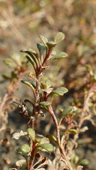 Samolus repens repens