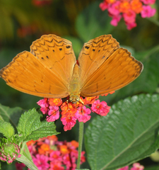 Cirrochroa tyche mithila