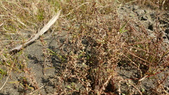 Samolus repens repens