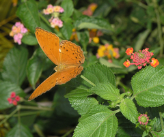 Cirrochroa tyche mithila