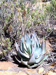Aloe comptonii