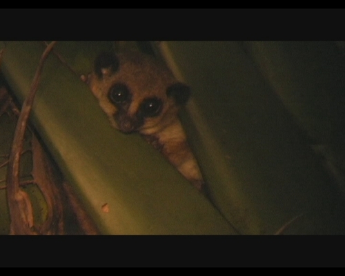 Geoffroy's Dwarf Lemur (Cheirogaleus major) · iNaturalist