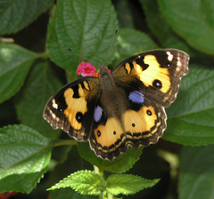 Junonia hierta hierta