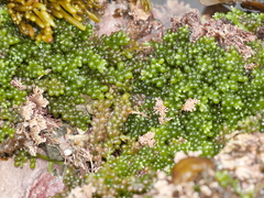 Caulerpa geminata