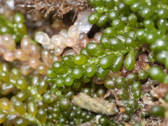 Caulerpa geminata