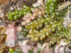 Caulerpa geminata