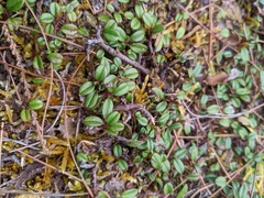 Cotoneaster morrisonensis