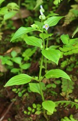 Exacum petiolare
