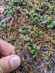 Cotoneaster morrisonensis