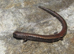 Batrachoseps altasierrae