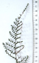 Cheilanthes parviloba