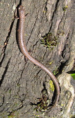 Batrachoseps gregarius