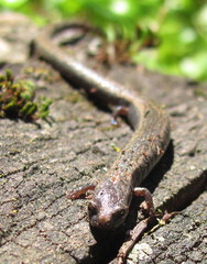 Batrachoseps gregarius