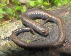 Batrachoseps gregarius