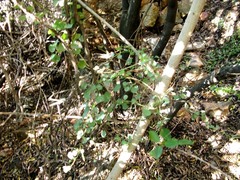Cissampelos capensis