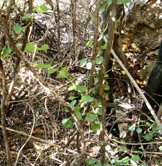 Cissampelos capensis