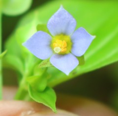 Exacum petiolare