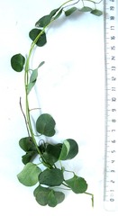 Cissampelos capensis