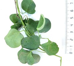 Cissampelos capensis