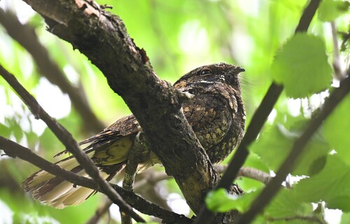 Eastern Whip-poor-will (Antrostomus vociferus), photo 4
