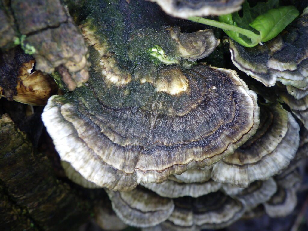 turkey-tail · May 2026 · photo: Photo: (c) Natalie Waddell-Rutter, some rights reserved (CC BY) · iNaturalist