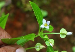 Exacum petiolare