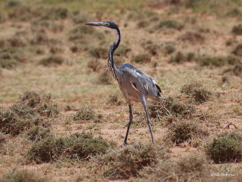 Black-headed Heron