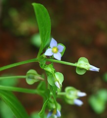 Exacum petiolare