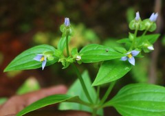 Exacum petiolare