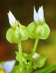 Exacum petiolare