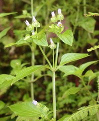 Exacum petiolare