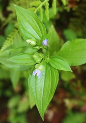 Exacum petiolare