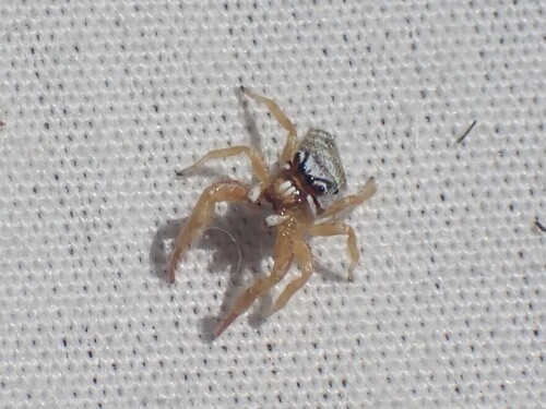 Metaphidippus emmiltus