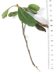 Diospyros dichrophylla