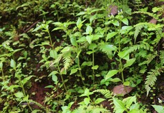 Exacum petiolare