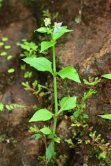 Exacum petiolare