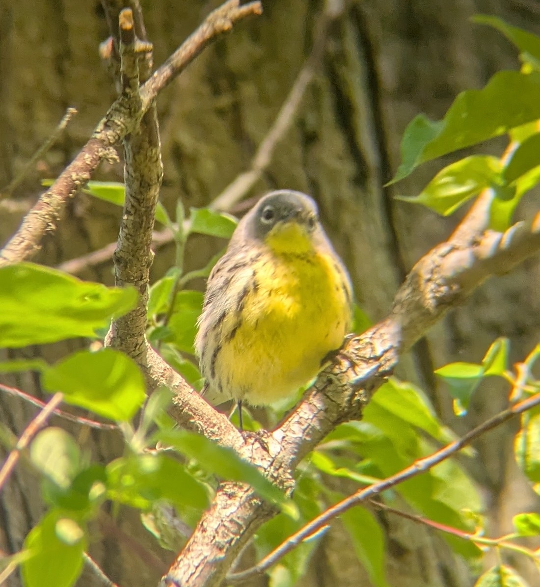 Kirtland's Warbler (Setophaga kirtlandii), photo 6