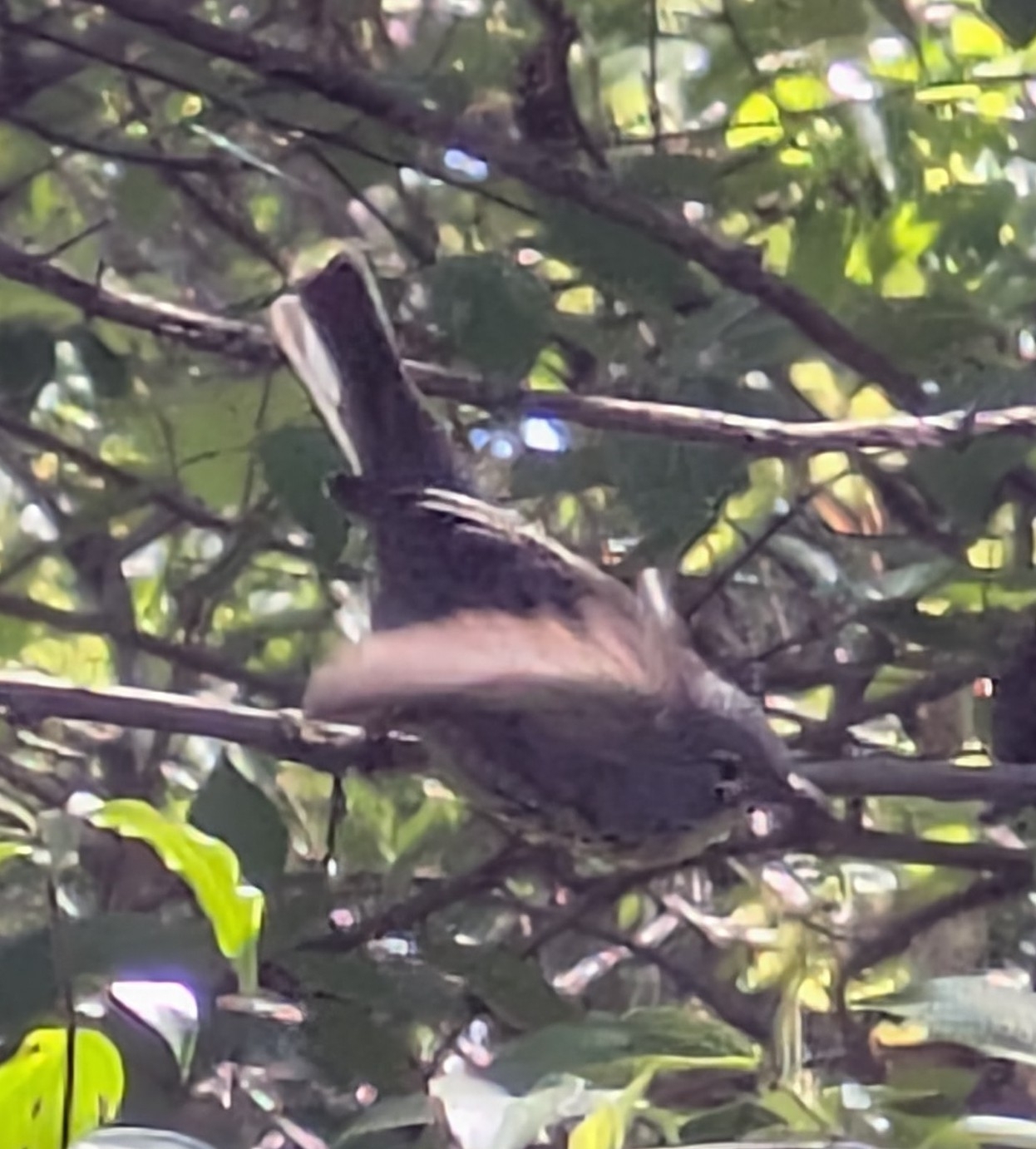Kirtland's Warbler (Setophaga kirtlandii), photo 7