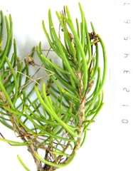 Euryops rehmannii