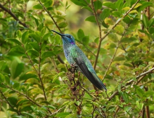 White-vented Violetear (Colibri serrirostris), photo 3