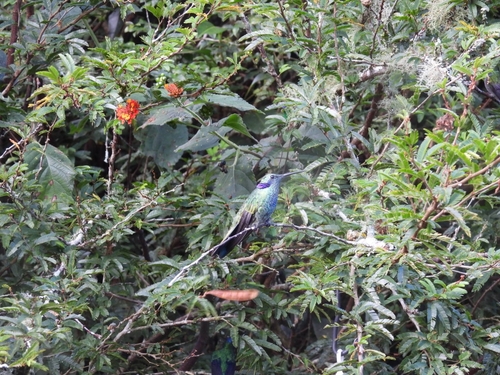 White-vented Violetear (Colibri serrirostris), photo 4