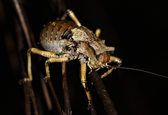 Enyaliopsis matabelensis