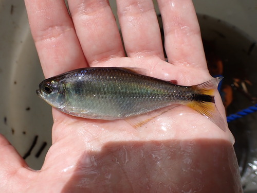 Striped mountain tetra (Hemibrycon taeniurus) — Characidae — 2