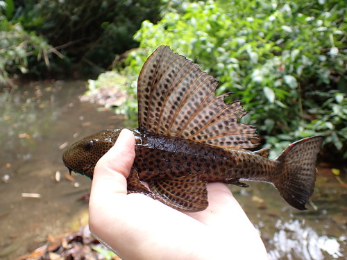 Teta (Hypostomus robinii) — Loricariidae — 5