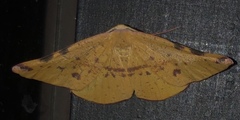 Onycodes traumataria
