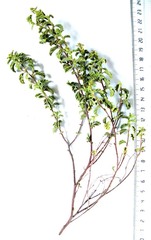 Hermannia holosericea