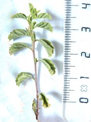 Hermannia holosericea